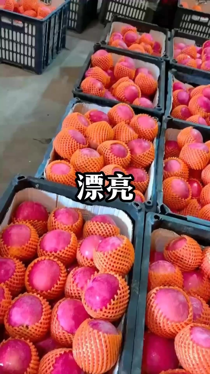 红富士苹果