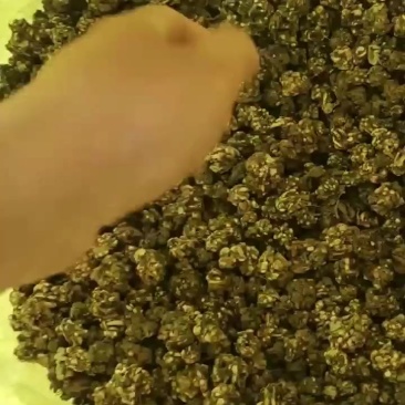 猫爪草干货