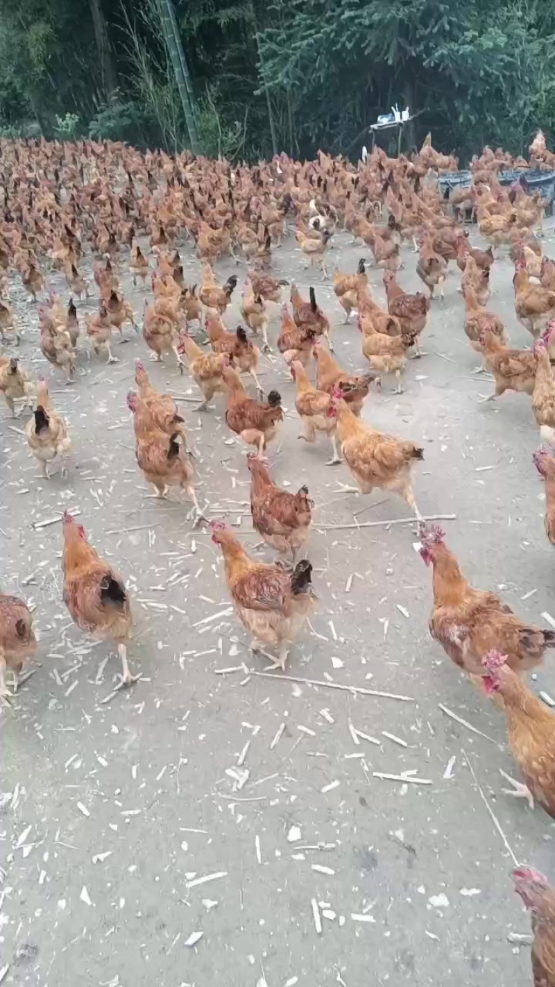 公鸡