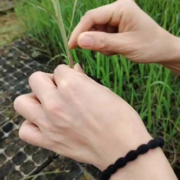 黄，青，黑皮蔗苗