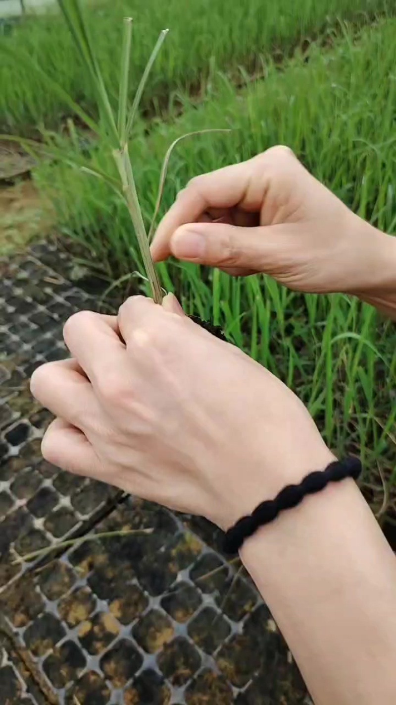 黄，青，黑皮蔗苗