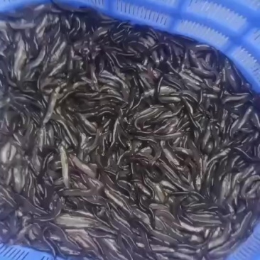 台湾精品小泥鳅，各种规格都有，货源充足