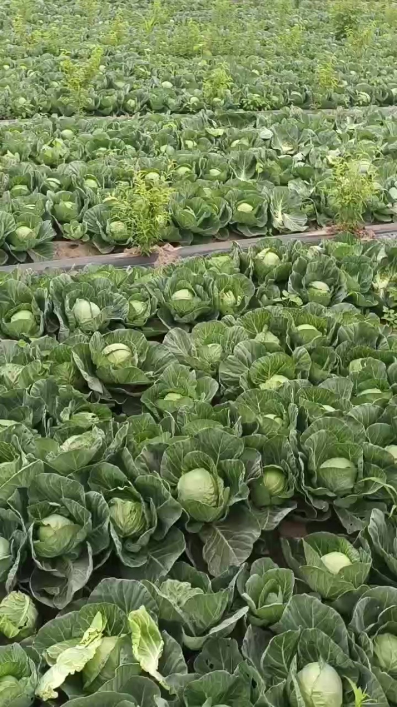 50亩甘蓝急售