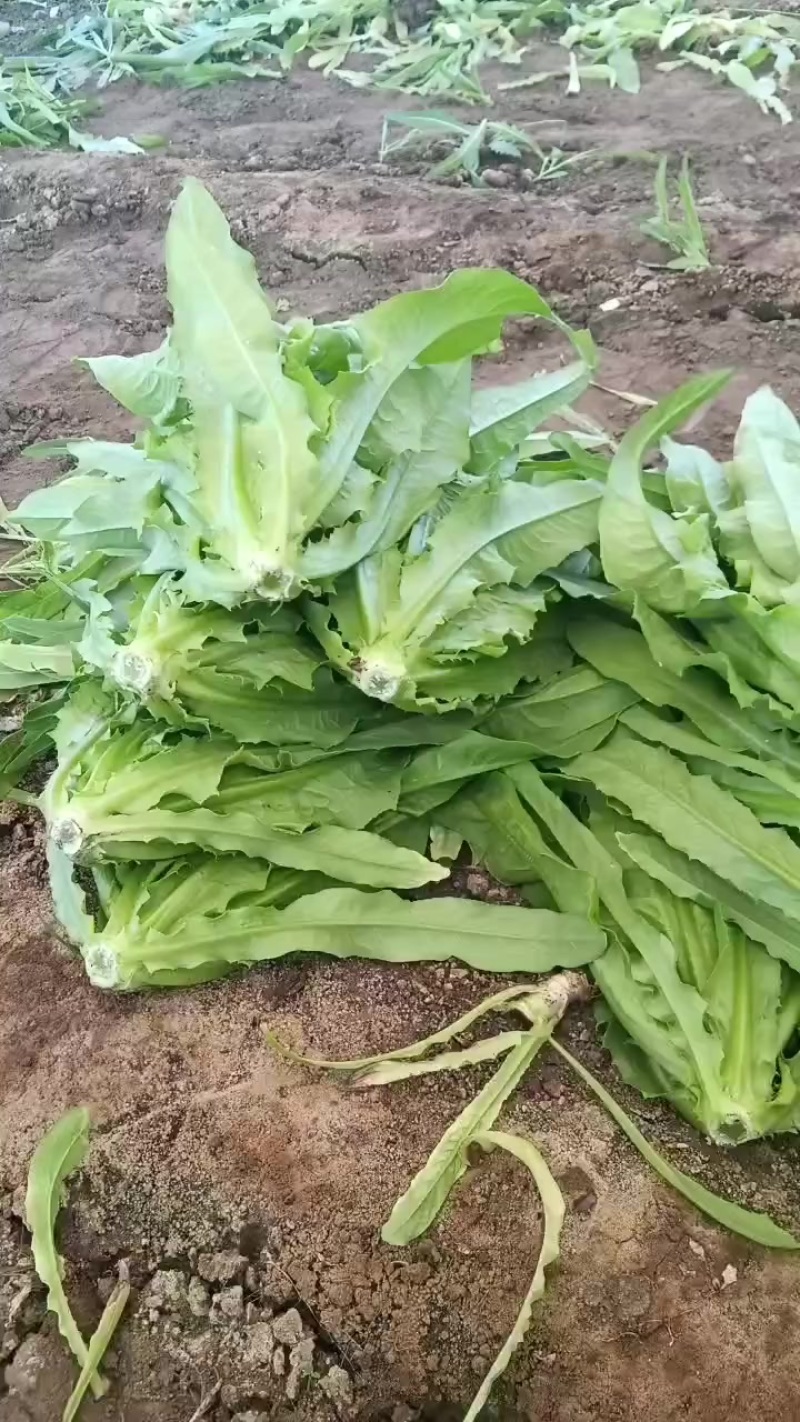 油麦