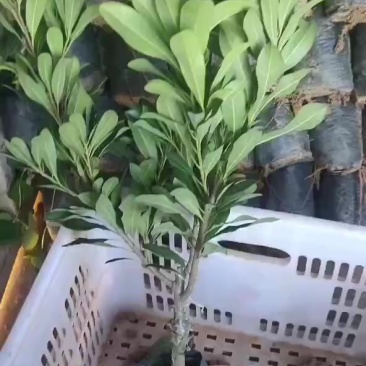 东魁杨梅苗小杯出货中