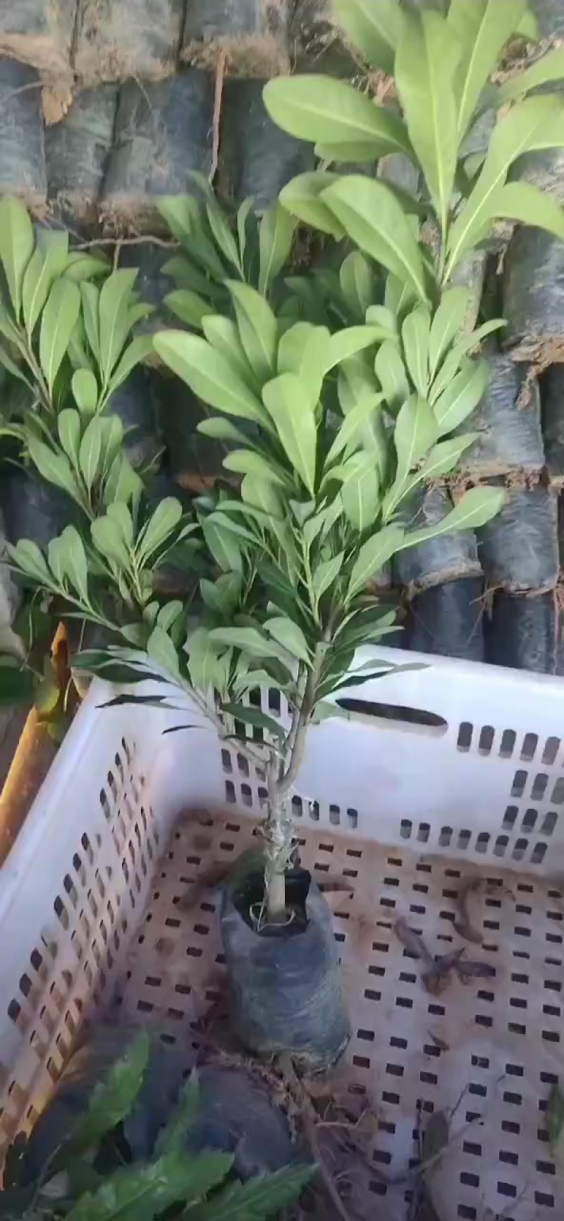 东魁杨梅苗小杯出货中