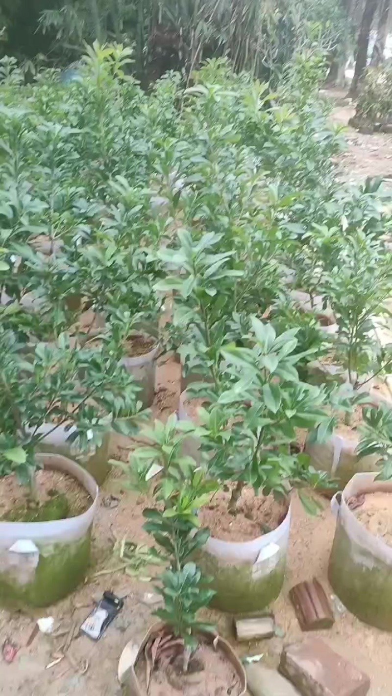 东魁杨梅苗小杯出货中