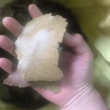 油菜枯，青黄菜枯