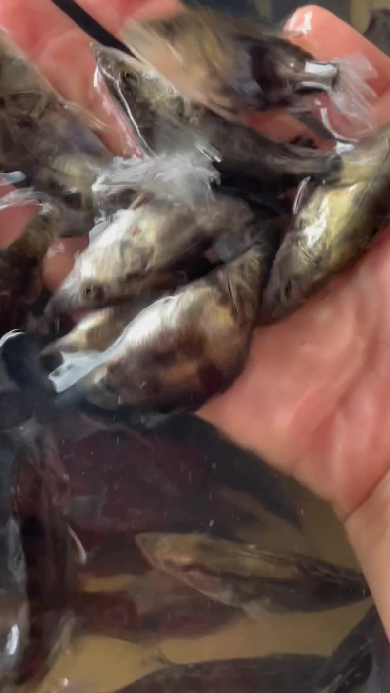 鳜鱼苗