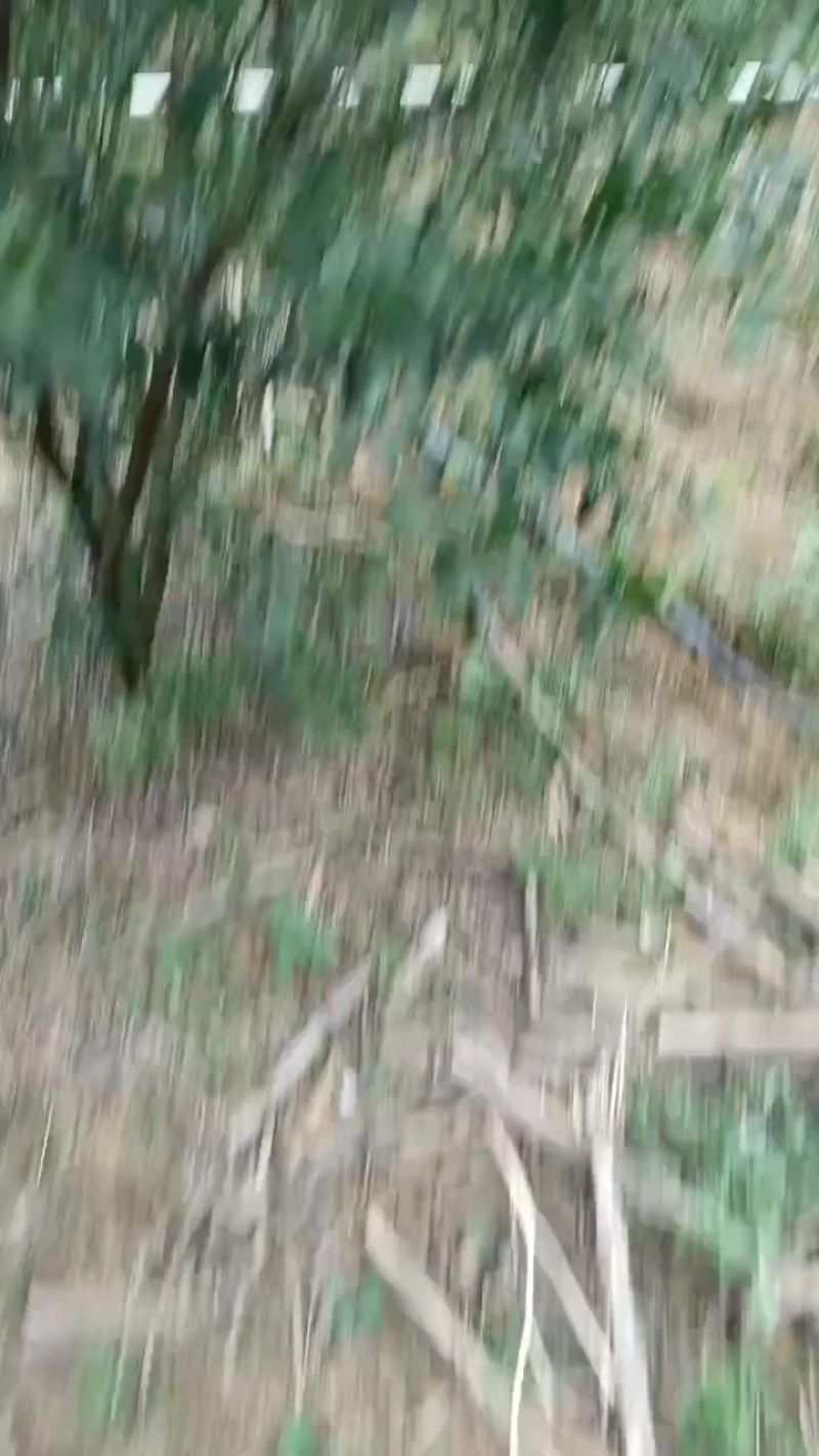 新会柑.