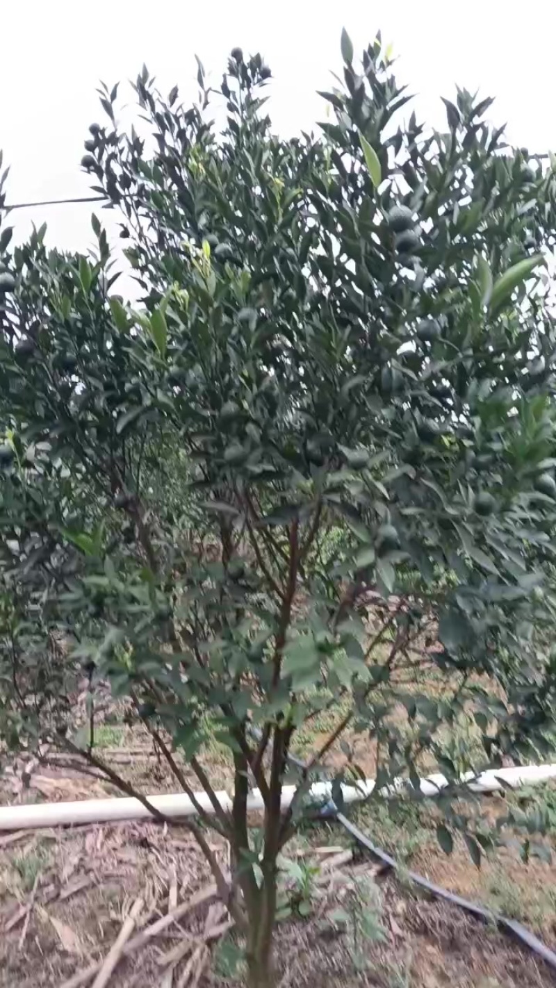 新会柑.