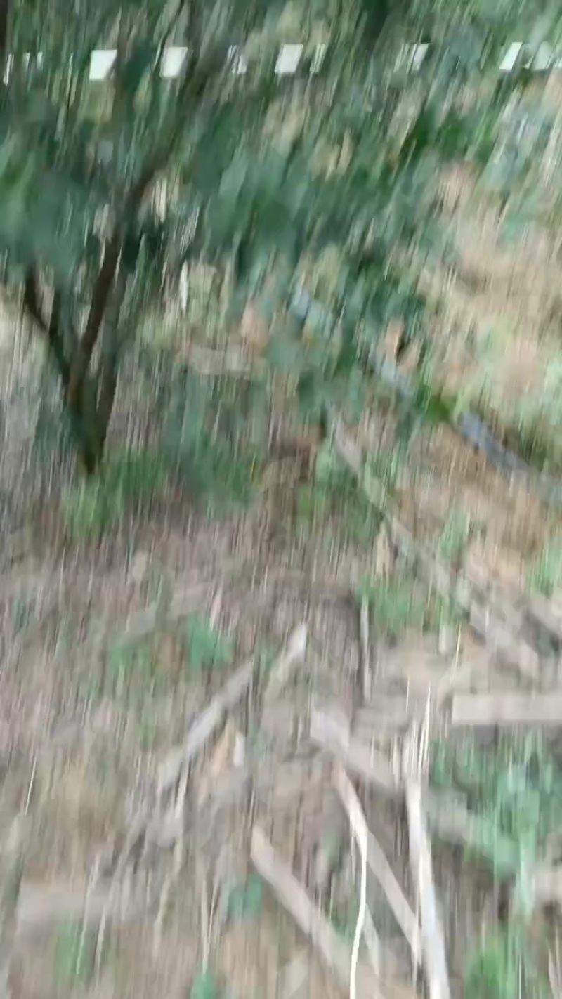 新会柑.