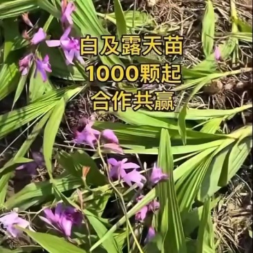 白芨苗