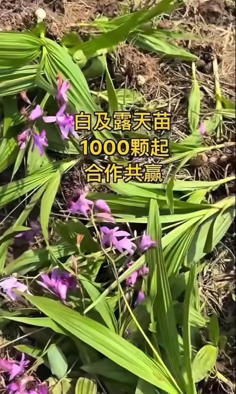 白芨苗