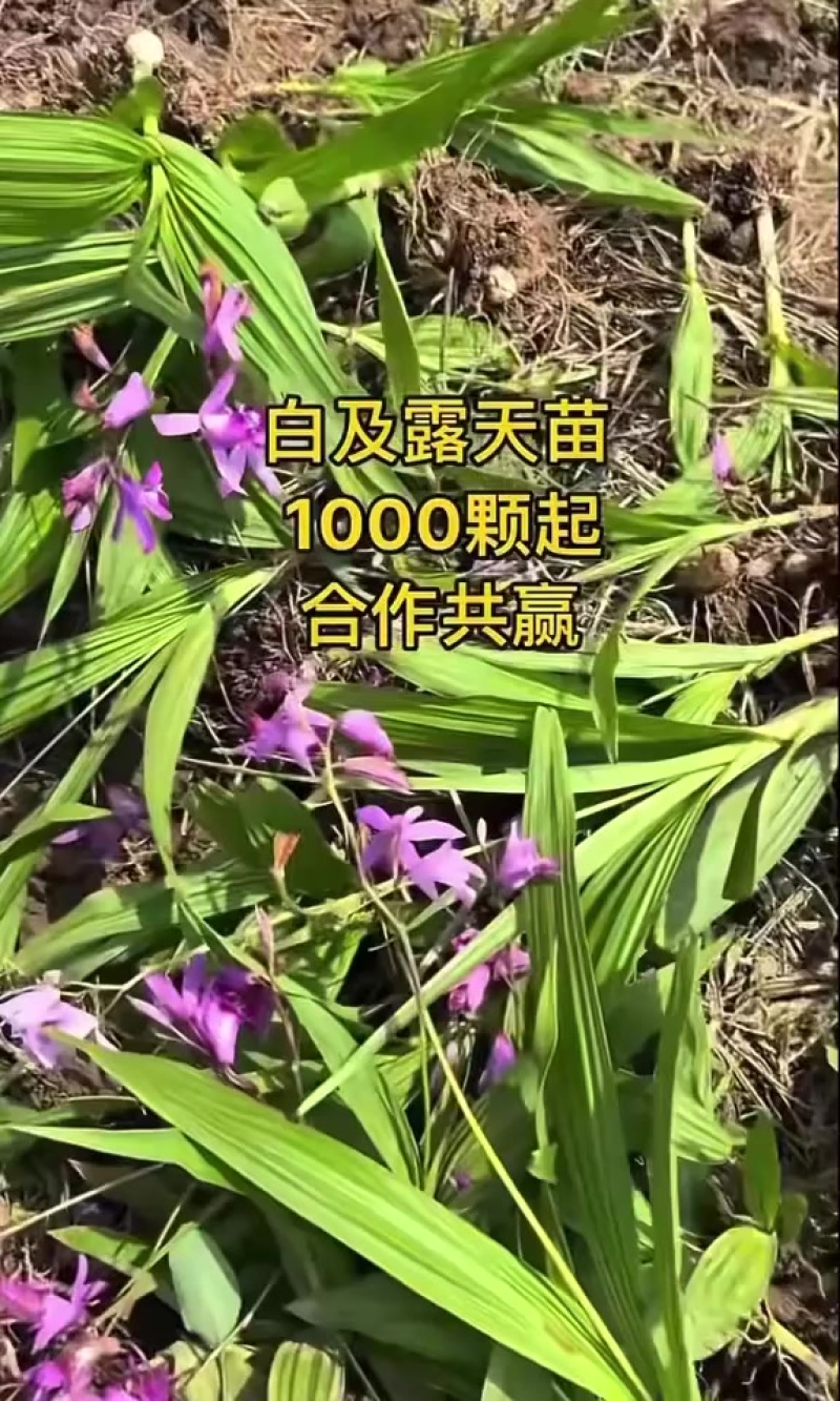 白芨苗