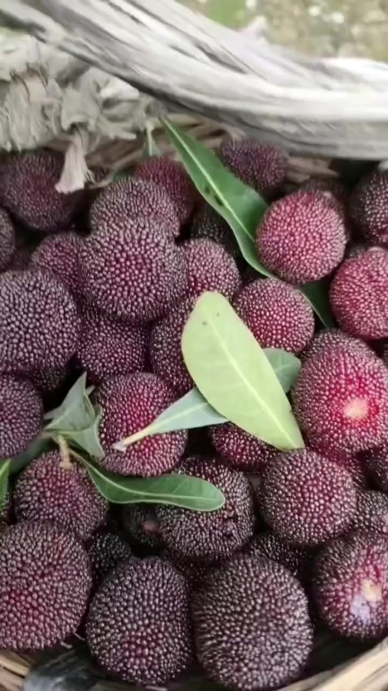 杨梅