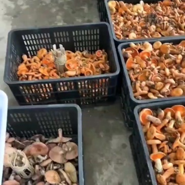枞树菌