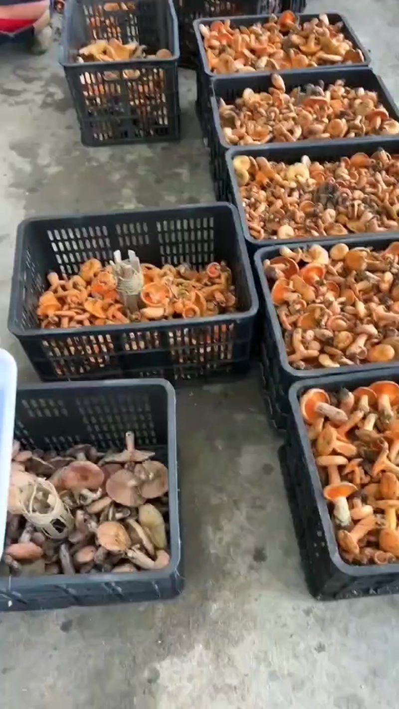 枞树菌