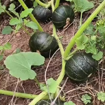 贝贝南瓜