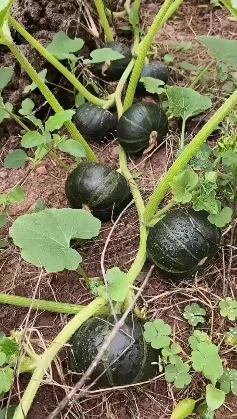 贝贝南瓜