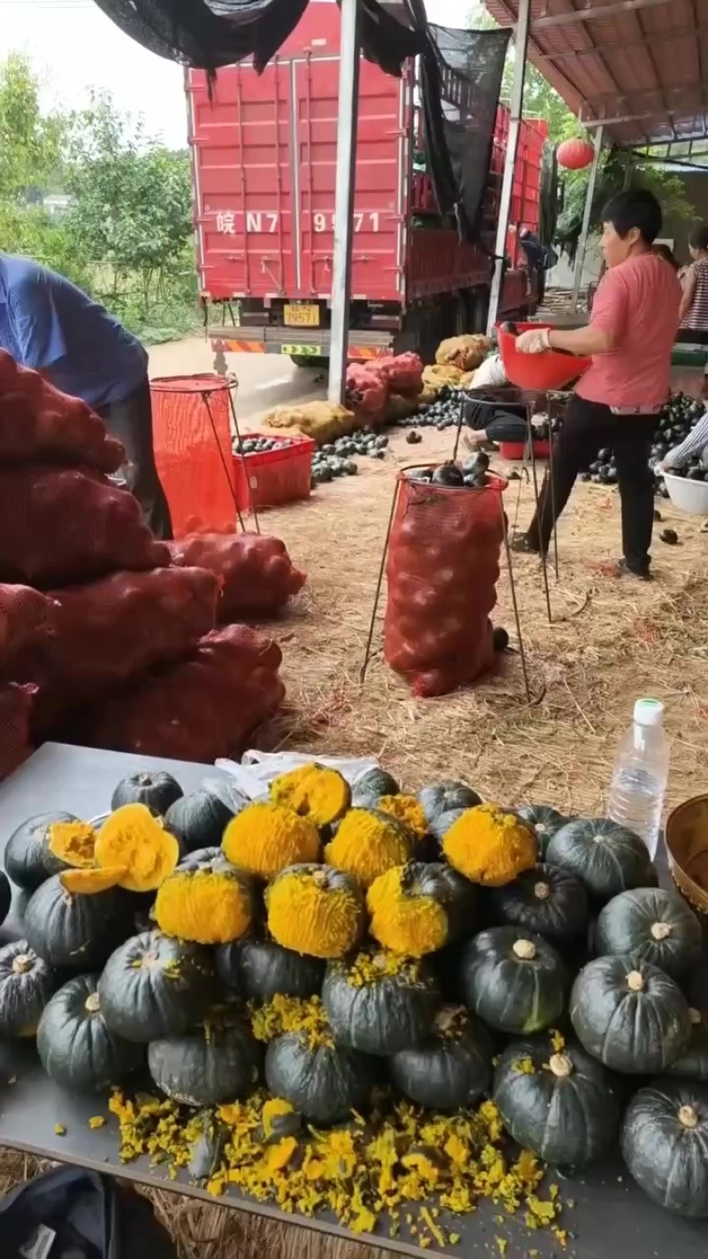 贝贝南瓜