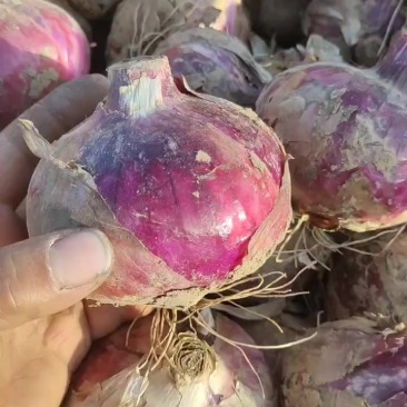 河北紫皮大洋葱