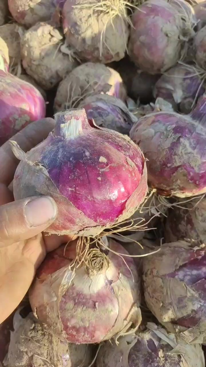 河北紫皮大洋葱