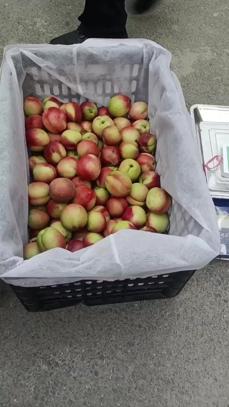 汉中油桃