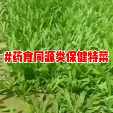 曲麻菜#药食同源类保健特菜
