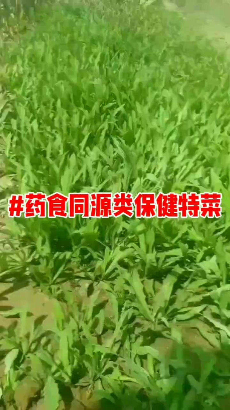 曲麻菜#药食同源类保健特菜