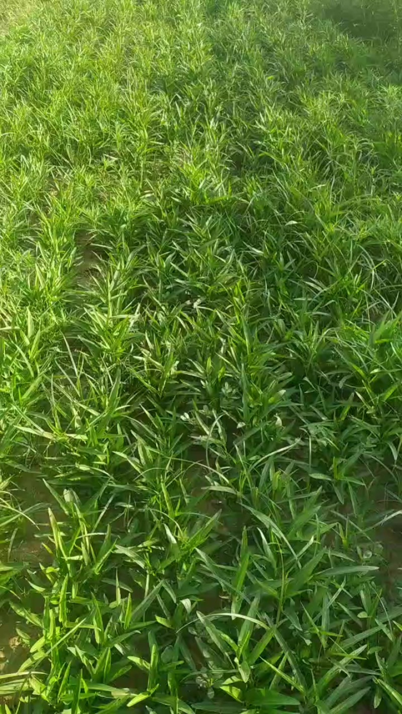 空心菜