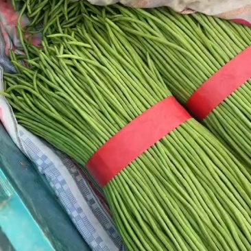 精品长豆角