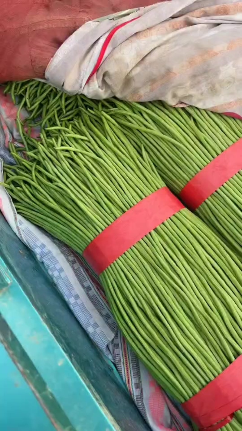 精品长豆角