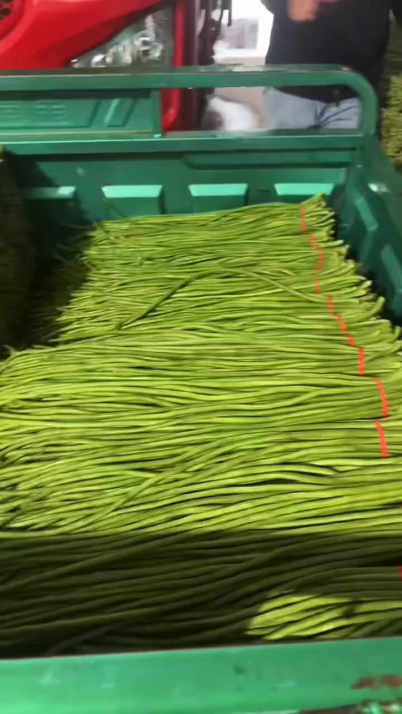 精品长豆角