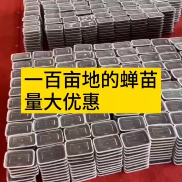 蝉蚁蝉苗基地直供金蝉养殖