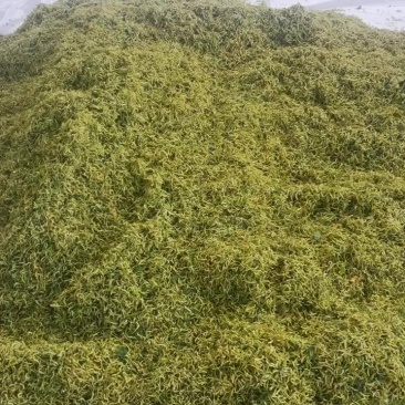 金银花