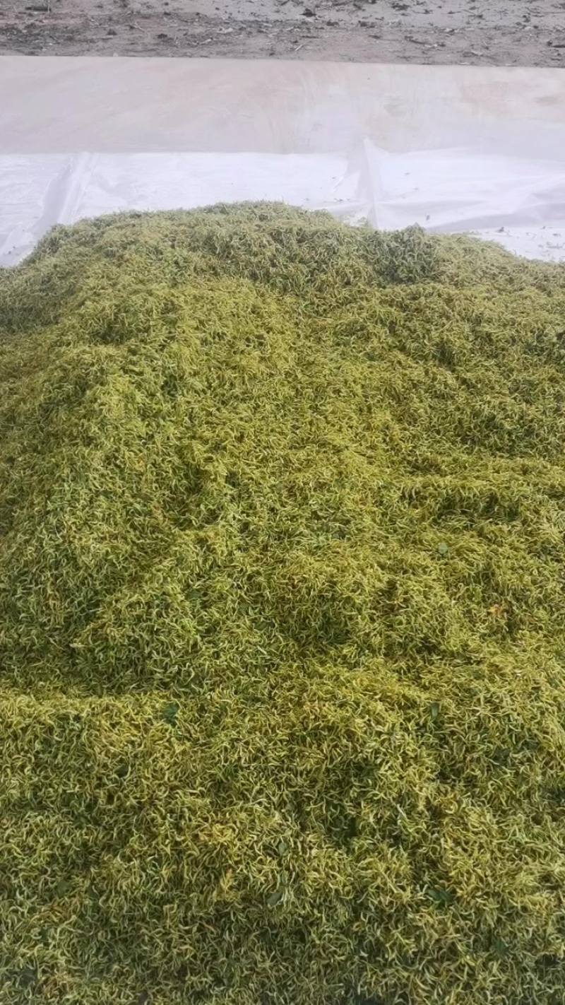金银花