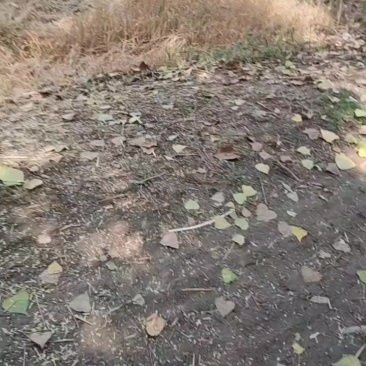 新稻