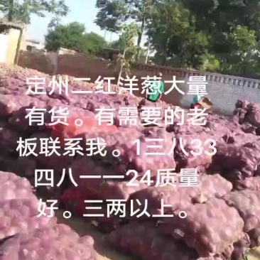 河北定州二红洋葱大量有货。质量好形状好。有需要的来看货。