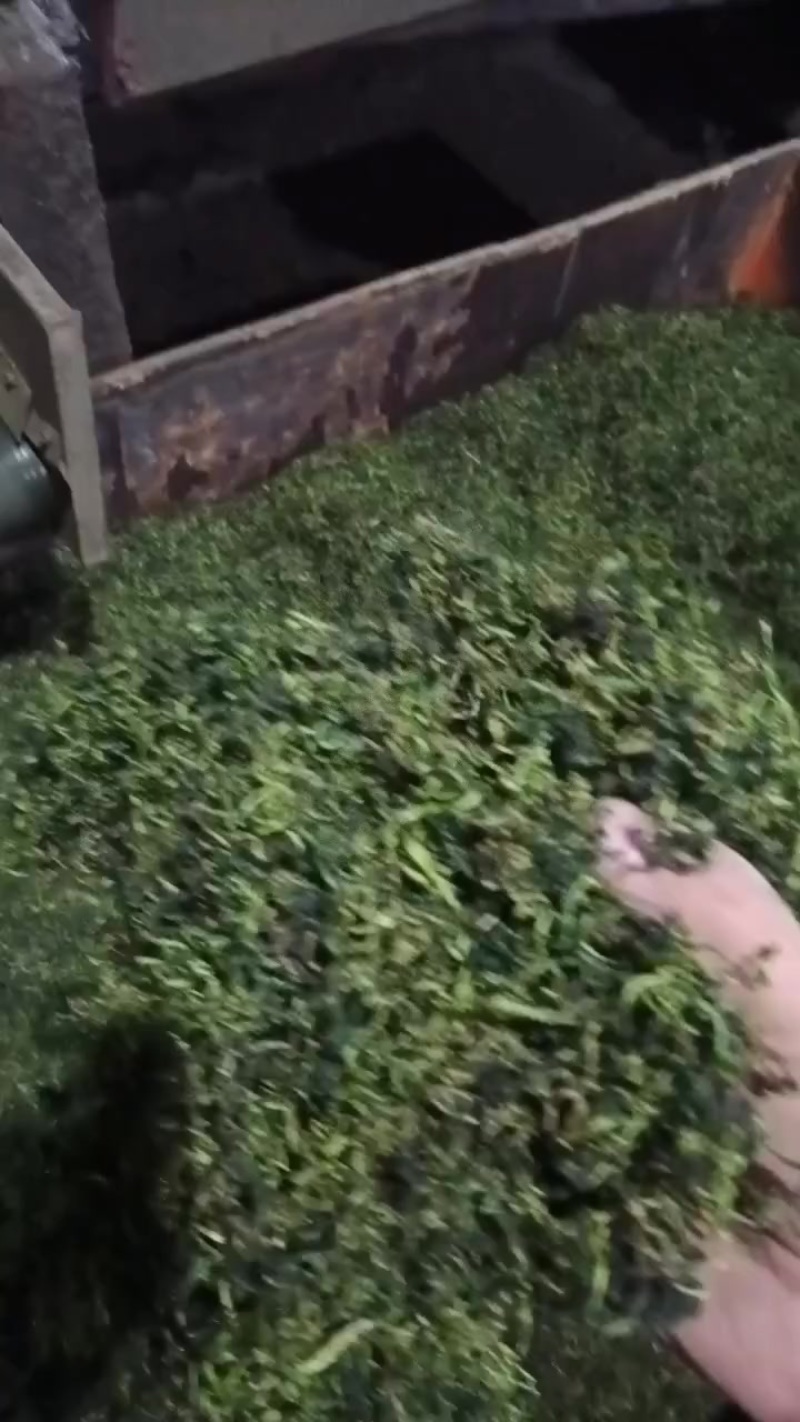 水洗蒲公英茶叶