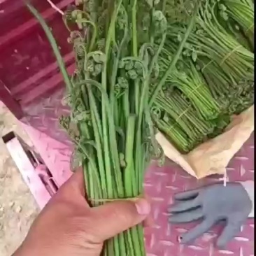 甘肃野生薇菜
