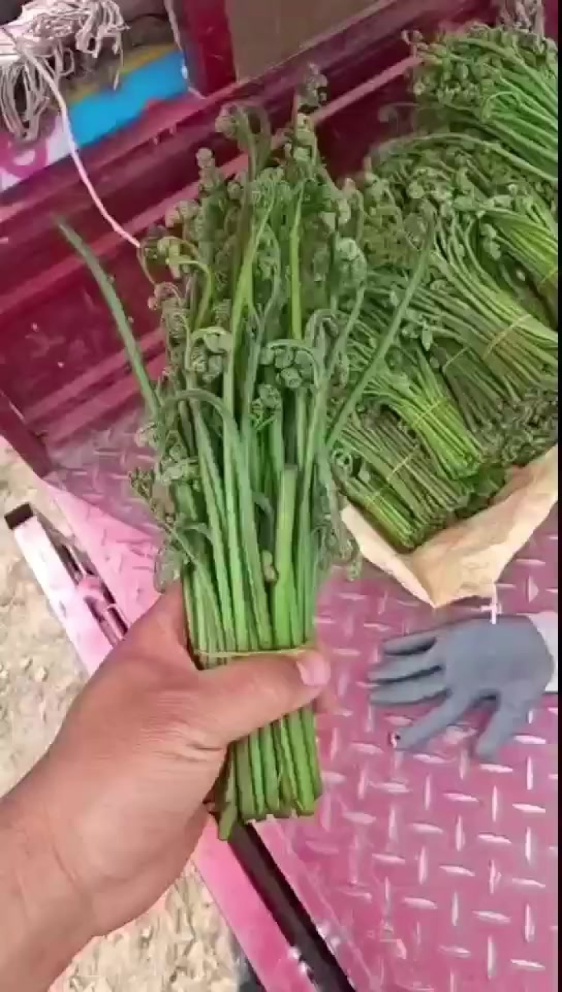 甘肃野生薇菜
