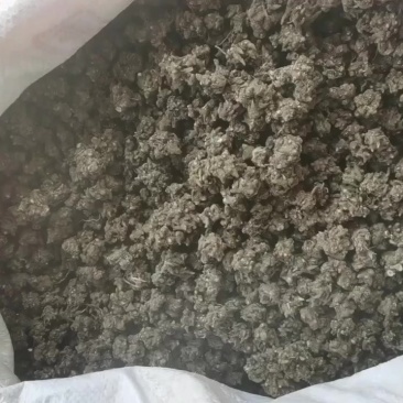 中药猫爪草之乡淮滨县