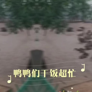 刚开始下蛋的麻鸭