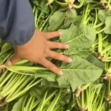 菠菜大量上市，价格不高