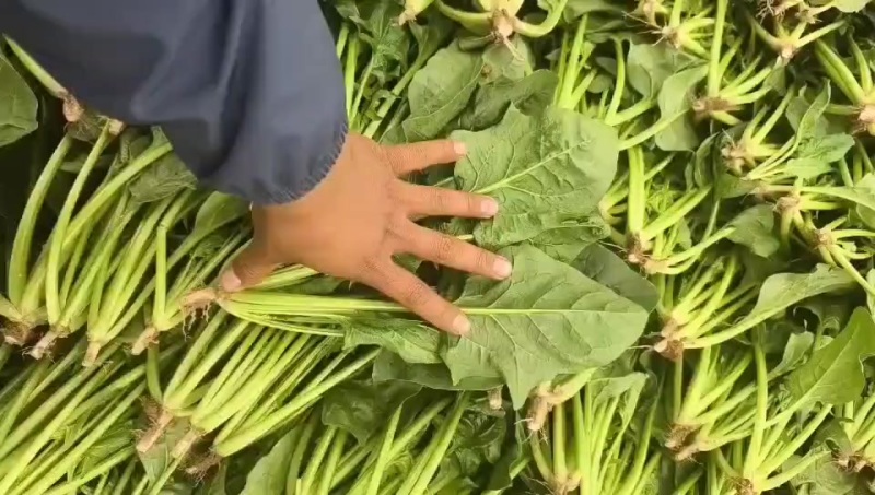 菠菜大量上市，价格不高