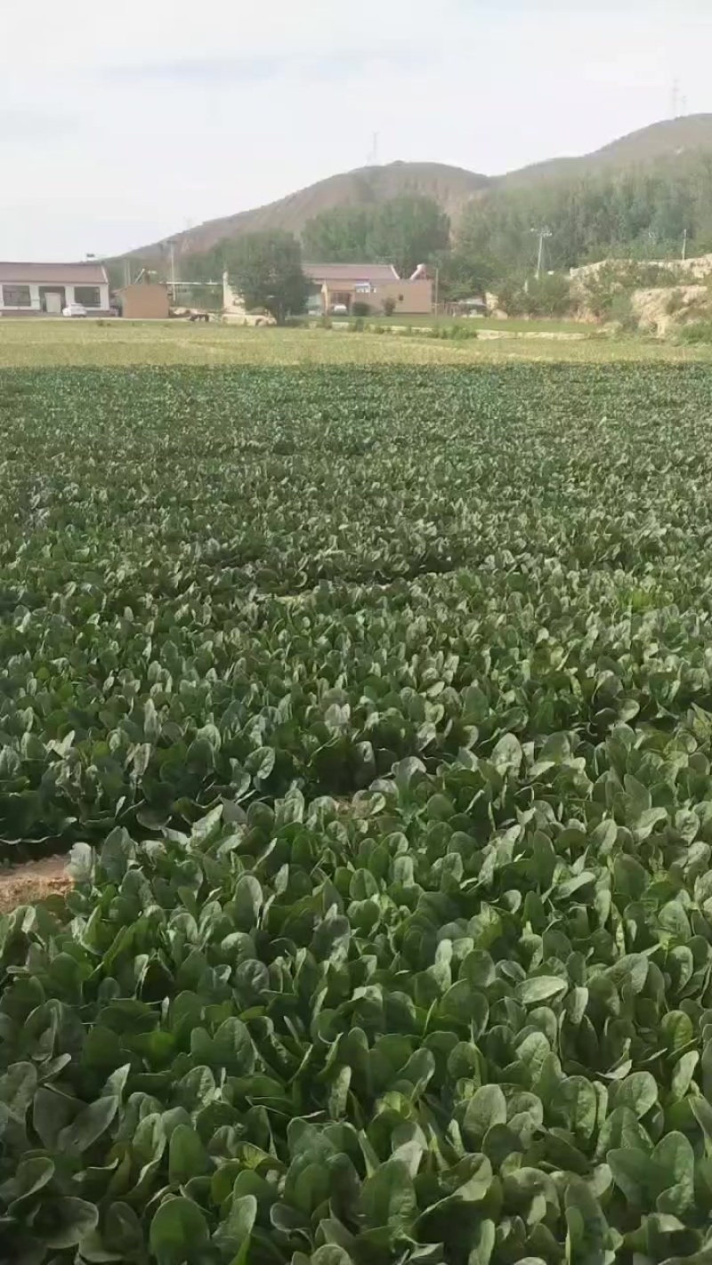 菠菜大量上市，价格不高