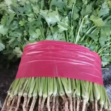 基地香菜上市