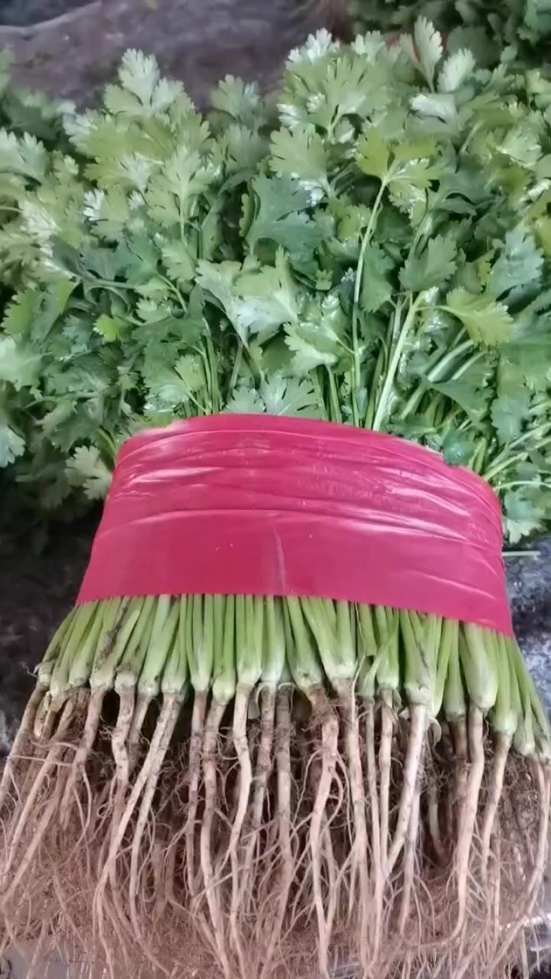 基地香菜上市