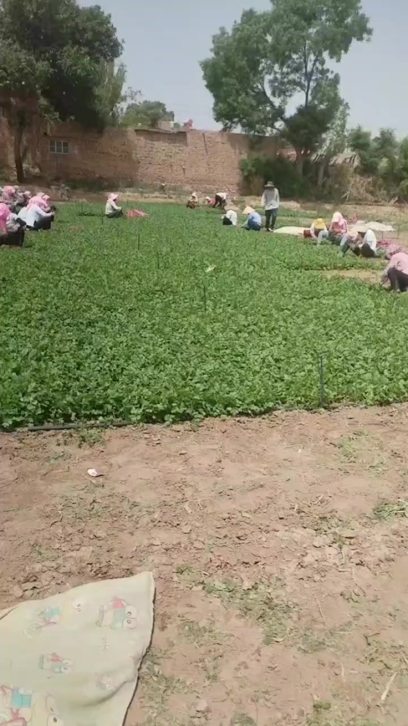 基地香菜上市
